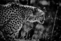 Gepard, black edit