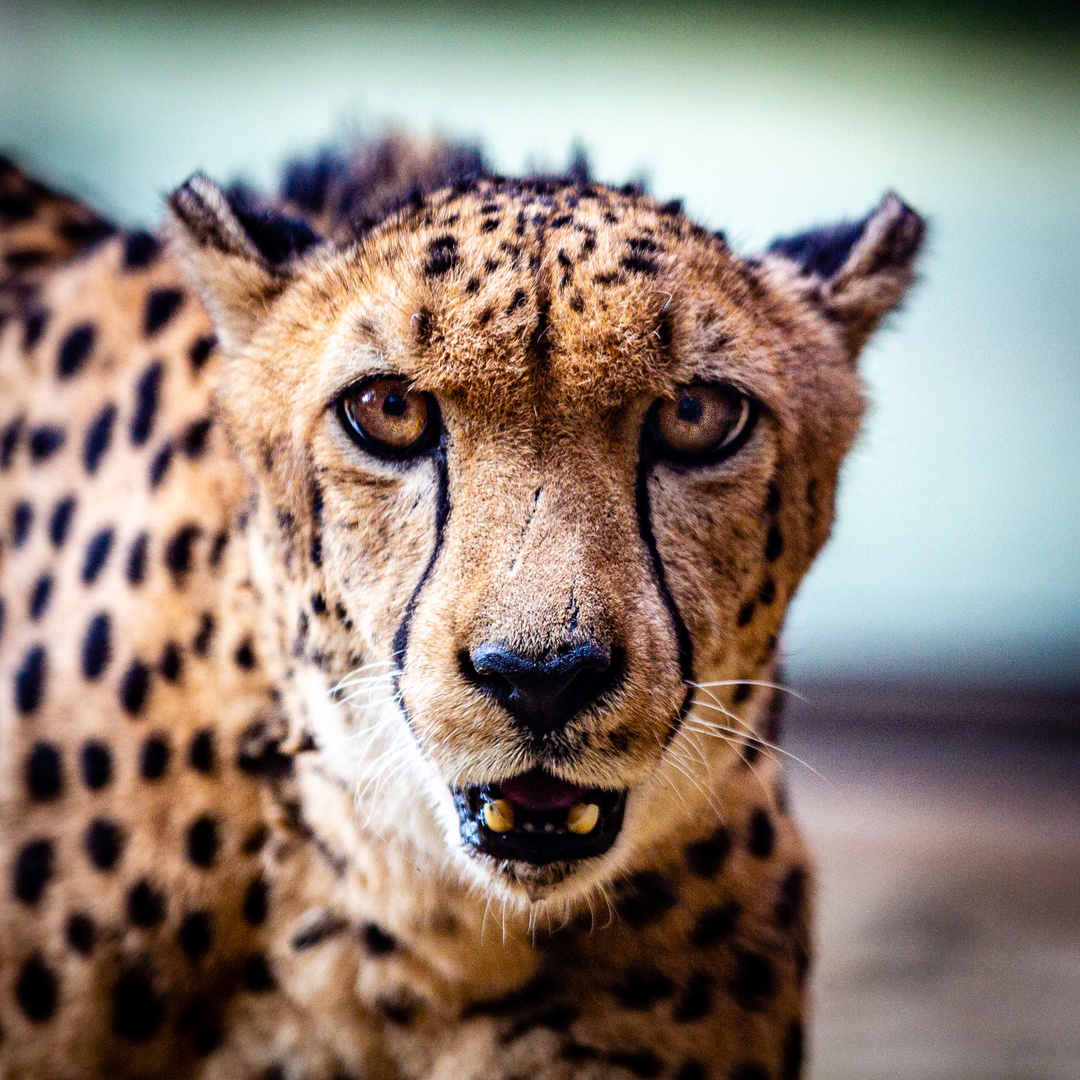 Gepard Busch Gardens