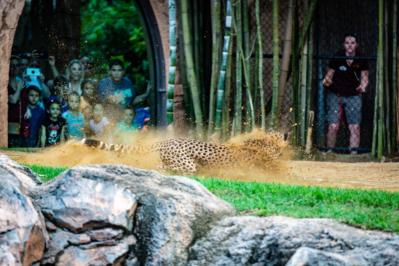 Gepard Busch Gardens in Action