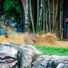 Gepard Busch Gardens in Action