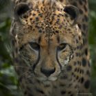 Gepard