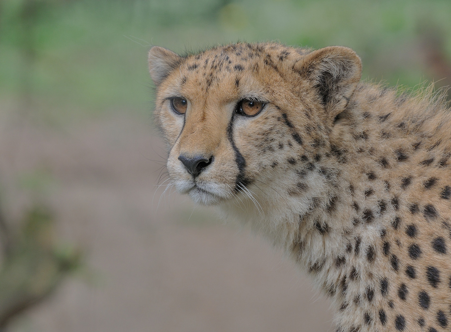 Gepard