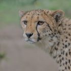 Gepard