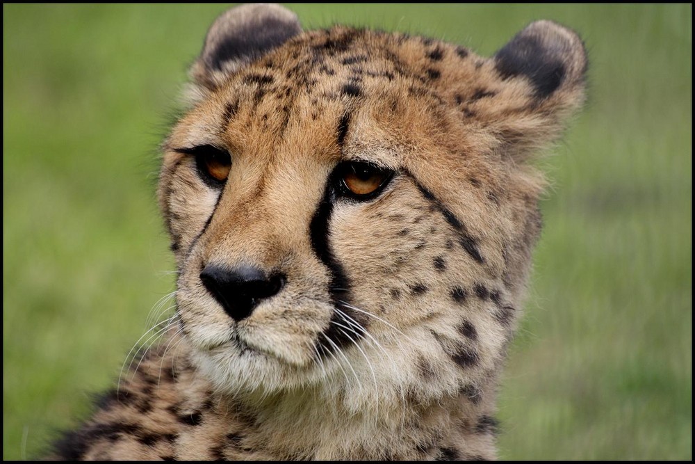 Gepard