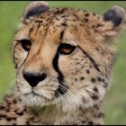 Gepard