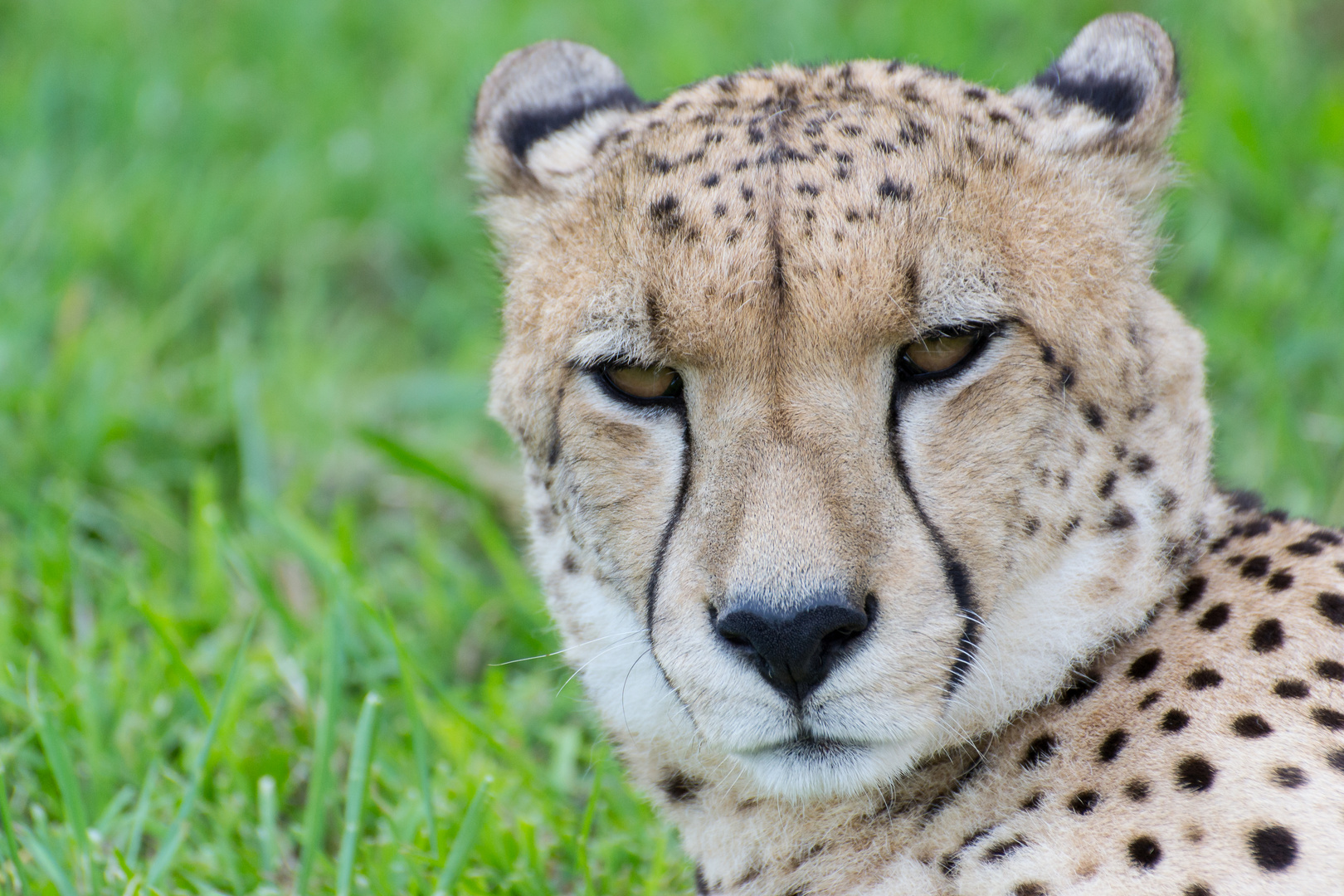 Gepard