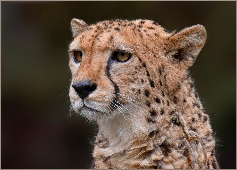 Gepard