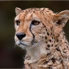 Gepard