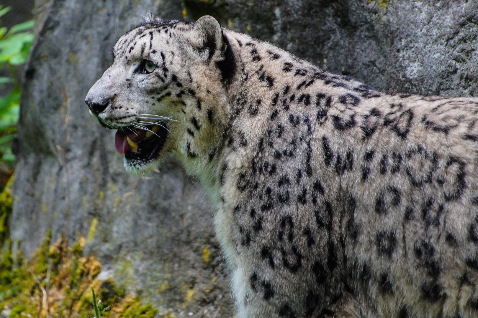 Gepard