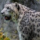 Gepard