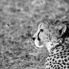 Gepard