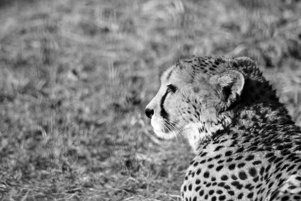 Gepard