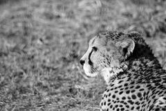 Gepard