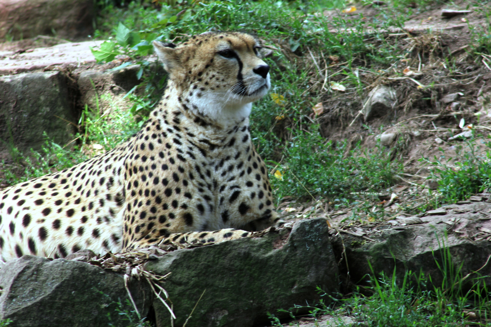 Gepard