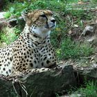 Gepard