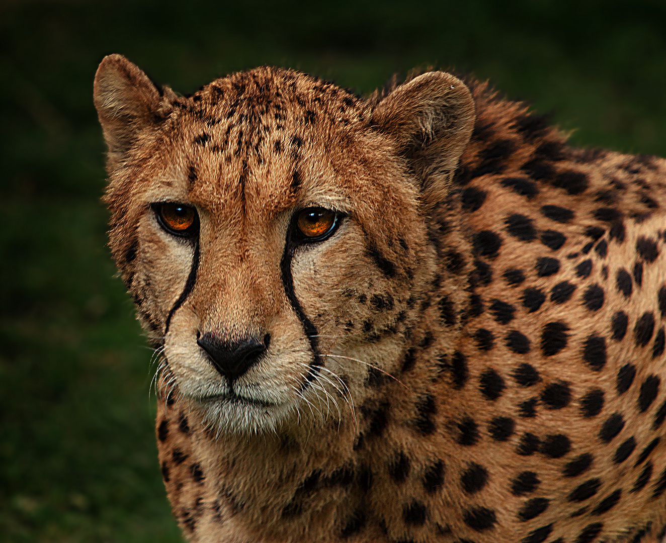 Gepard