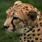 Gepard