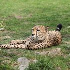 Gepard