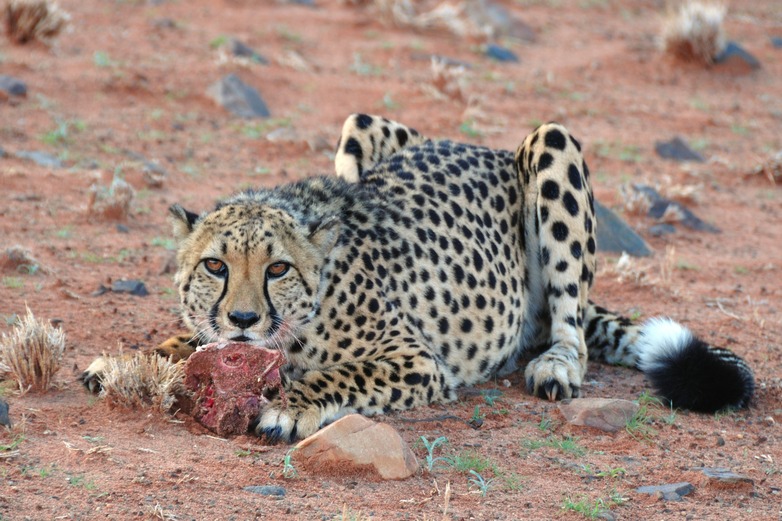 Gepard