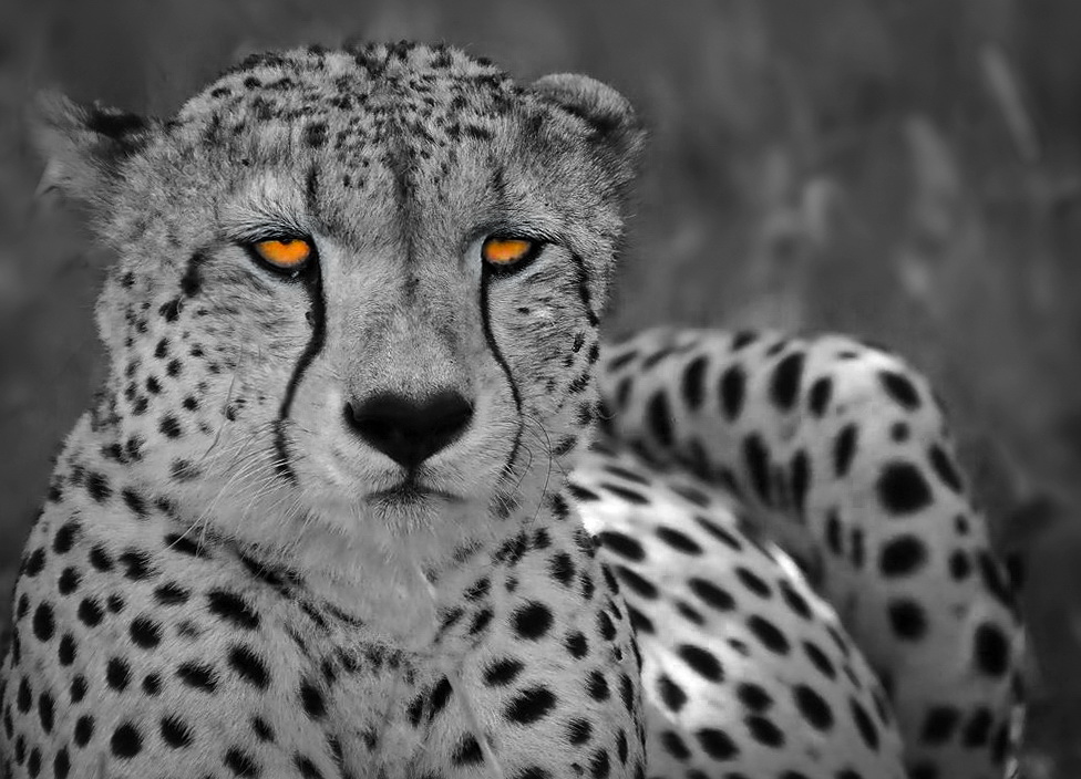 Gepard