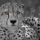 Gepard