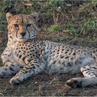 Gepard