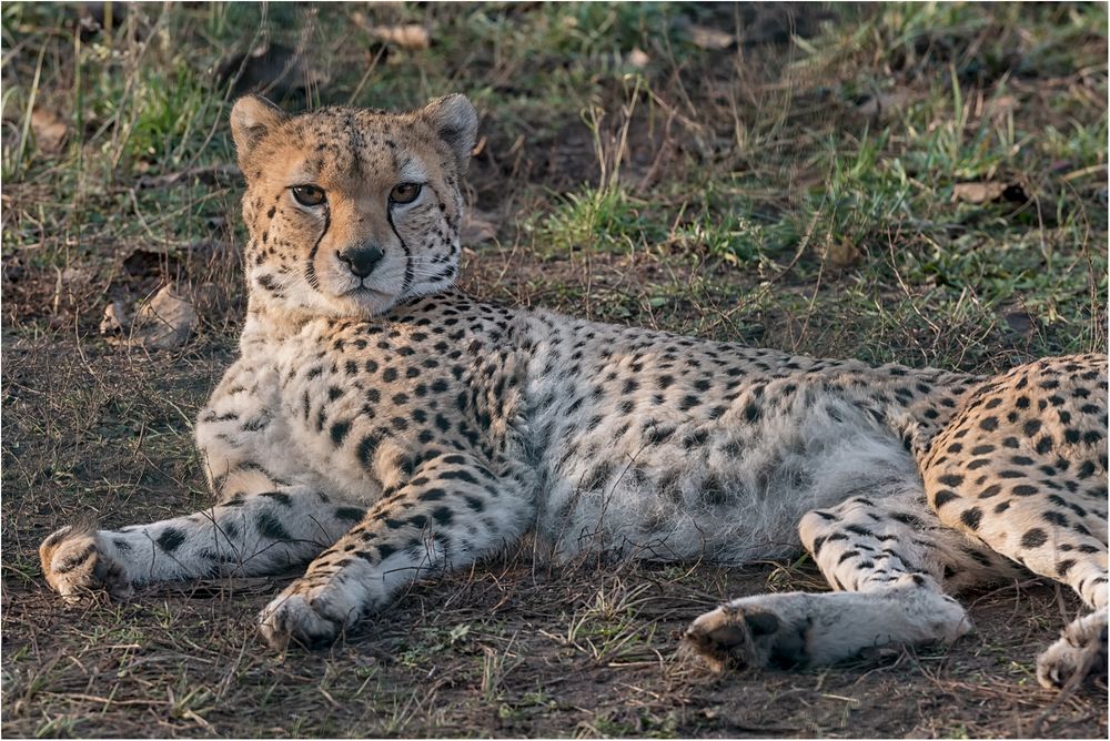 Gepard Foto & Bild | new, natur, portrait Bilder auf fotocommunity