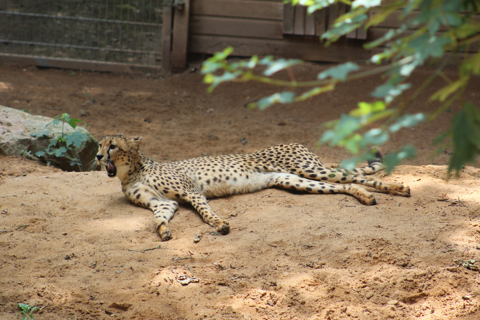 Gepard