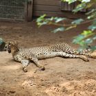 Gepard