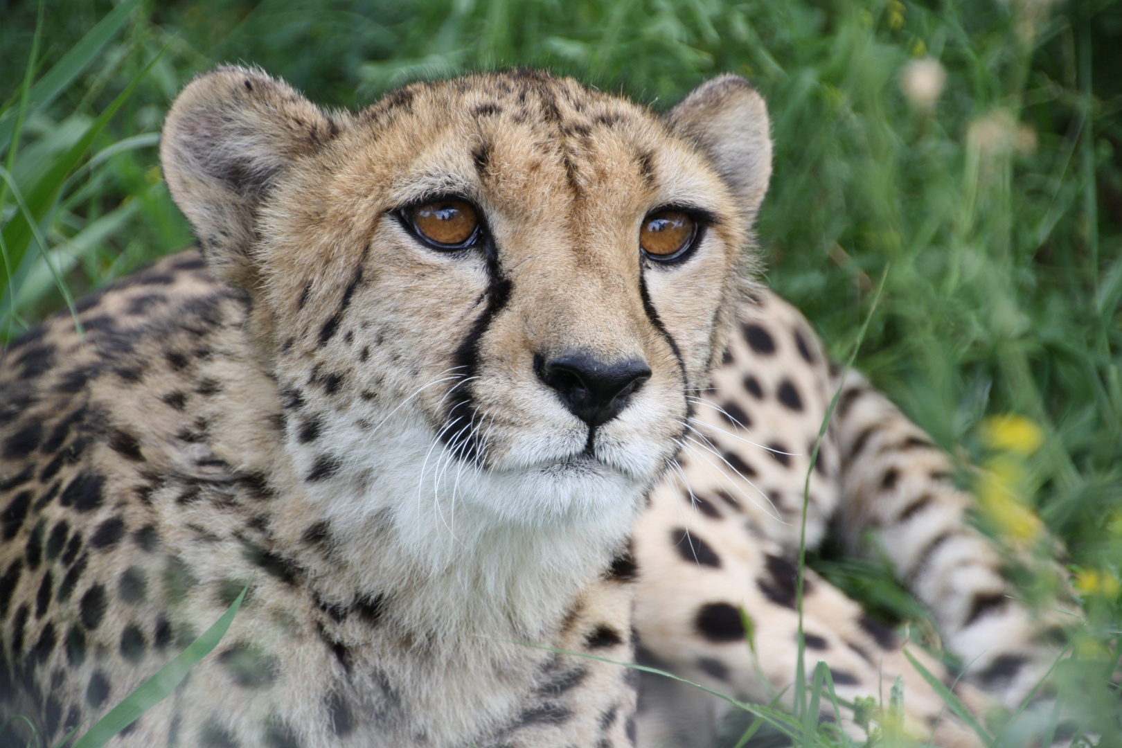 Gepard