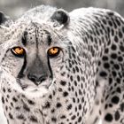 Gepard