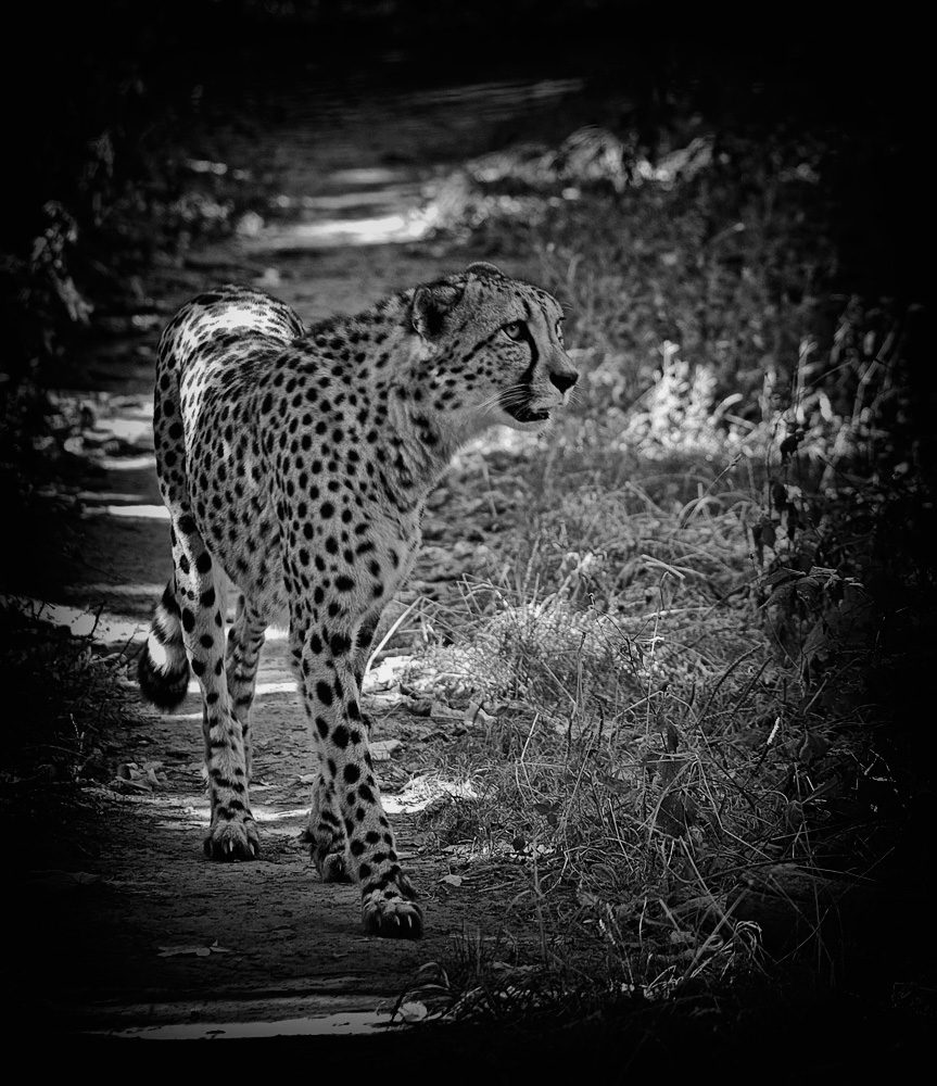 Gepard