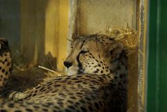 Gepard