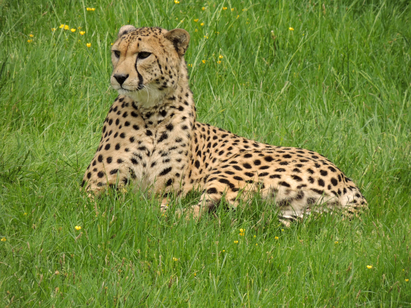 Gepard