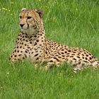 Gepard