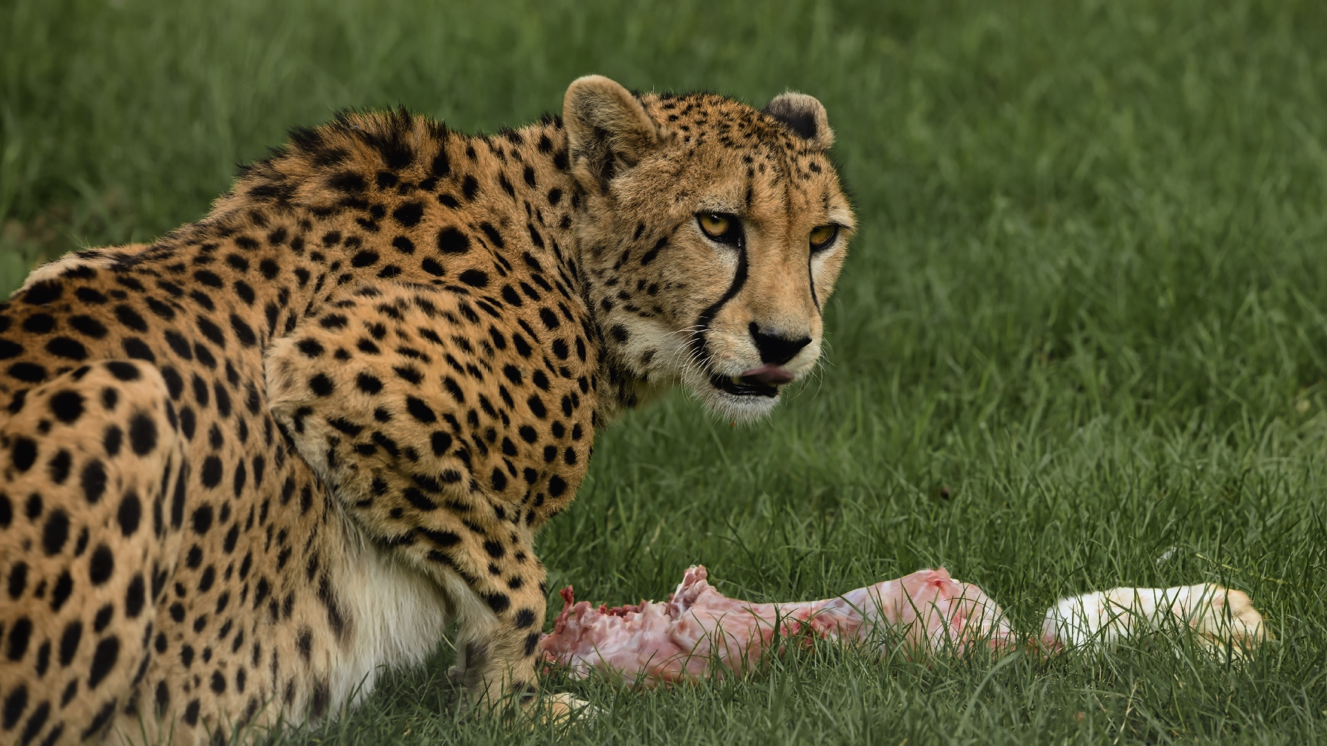 Gepard