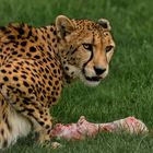 Gepard