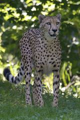 Gepard