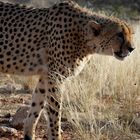 Gepard