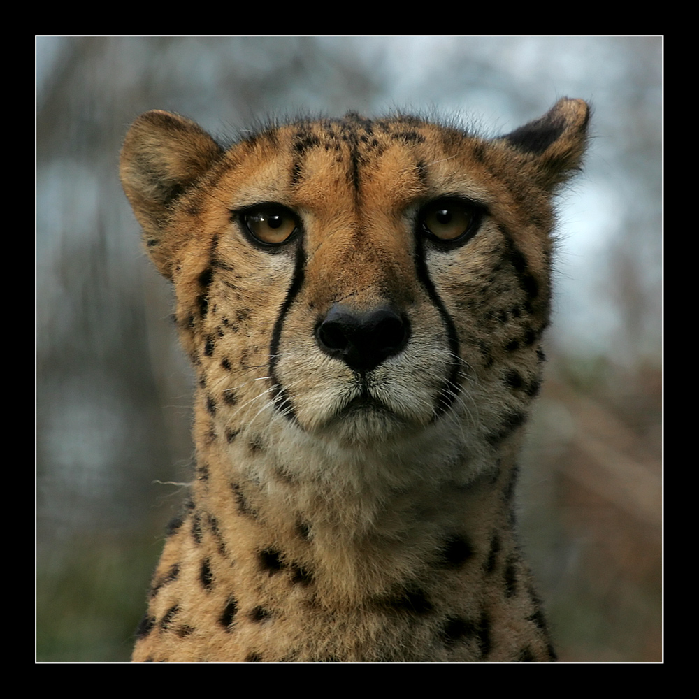 Gepard