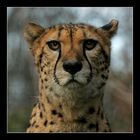 Gepard