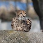 Gepard