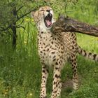 Gepard