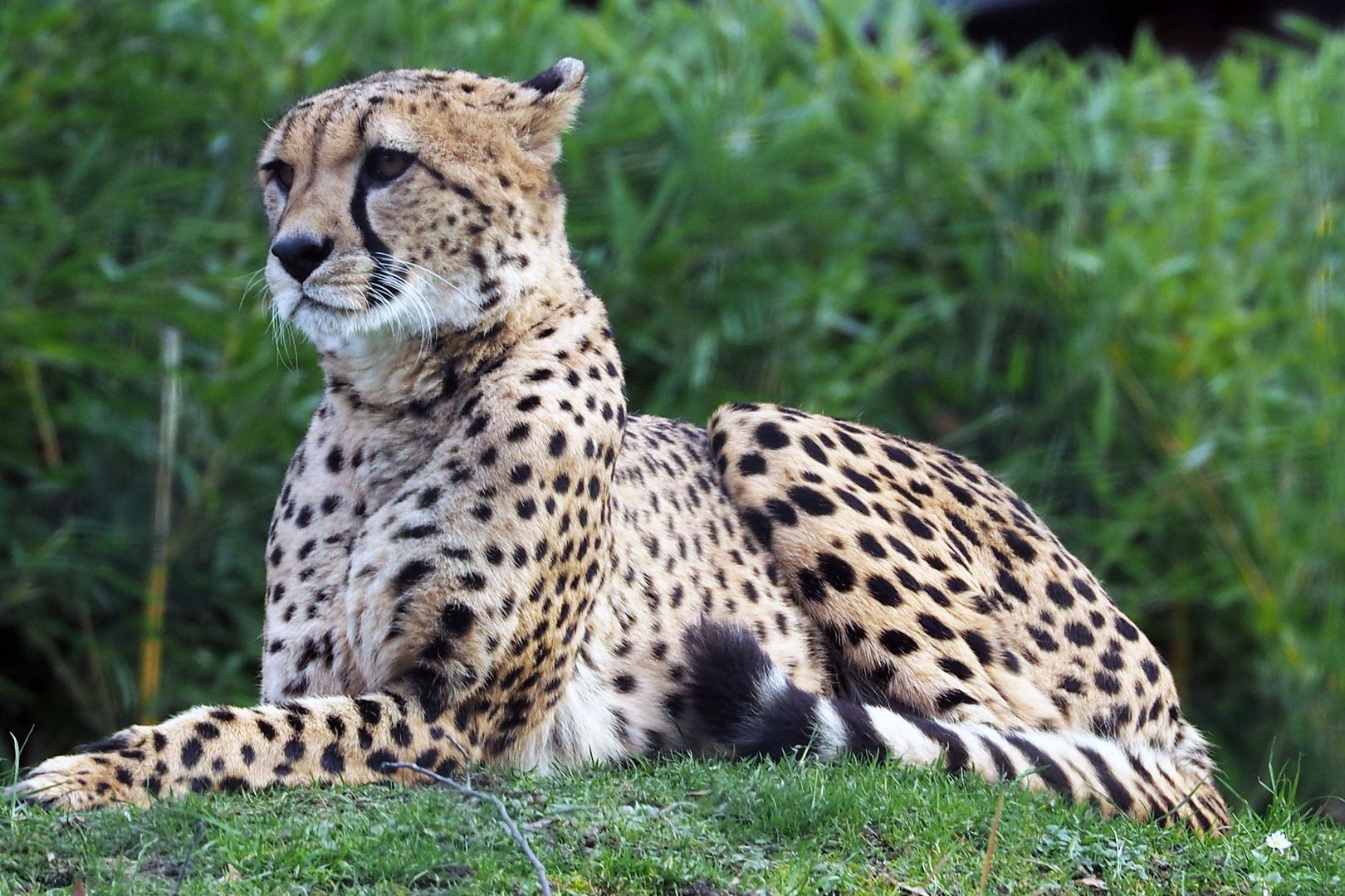 Gepard