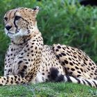 Gepard