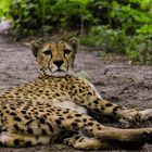 Gepard