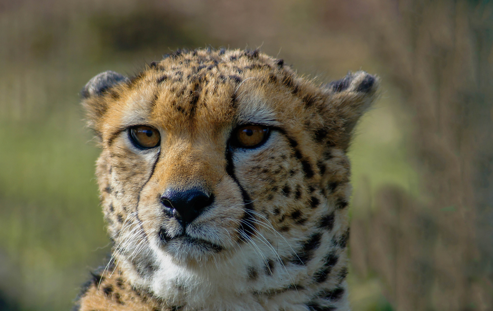 Gepard