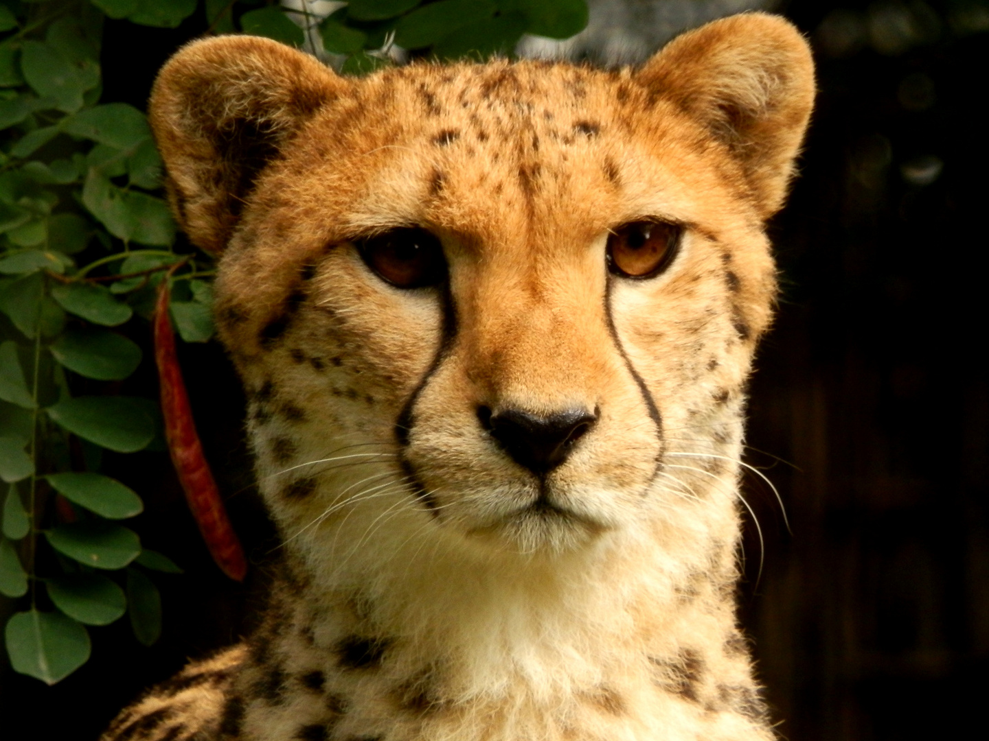 Gepard