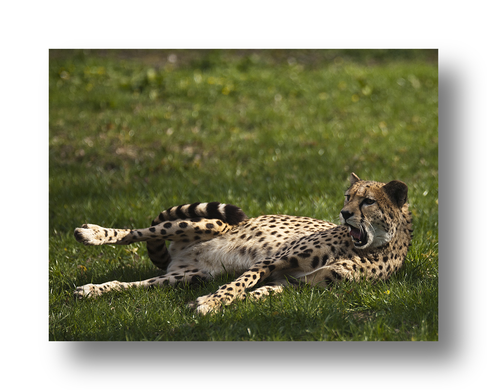 Gepard