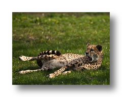 Gepard